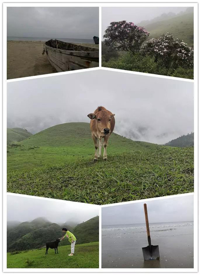5月1日，陽西藍(lán)袍藍(lán)看海，陽春雞籠頂?shù)巧劫p高山杜鵑