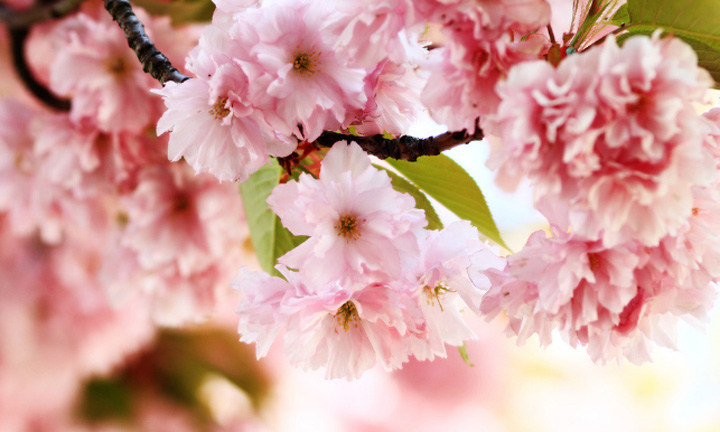 春暖花開(kāi)時(shí)節(jié)，2021年博皓“鷹之家”學(xué)習(xí)組織班委換屆盛典