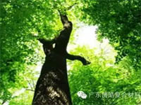 【博皓感悟】欲為大樹，莫與草爭(zhēng)