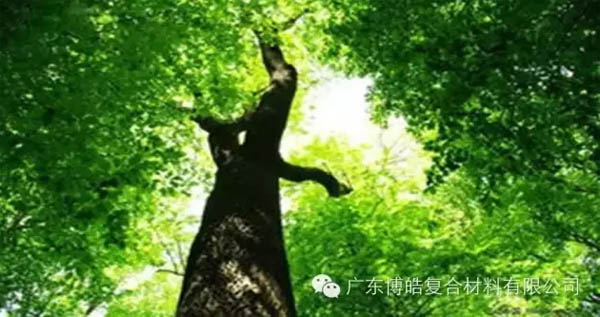 【博皓感悟】欲為大樹，莫與草爭-1